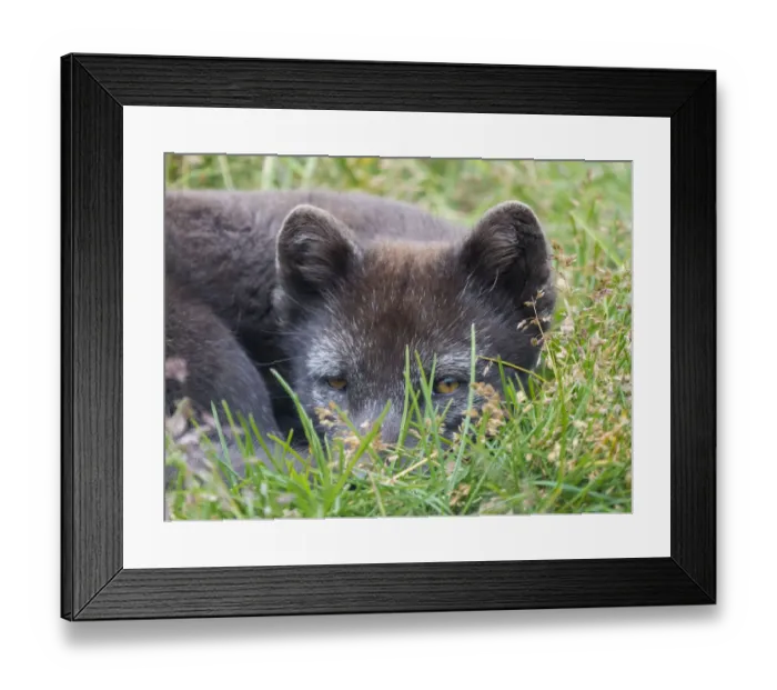 Framed Print : Arctic Fox, Melrakkasetur Islands, Westfjords, Iceland