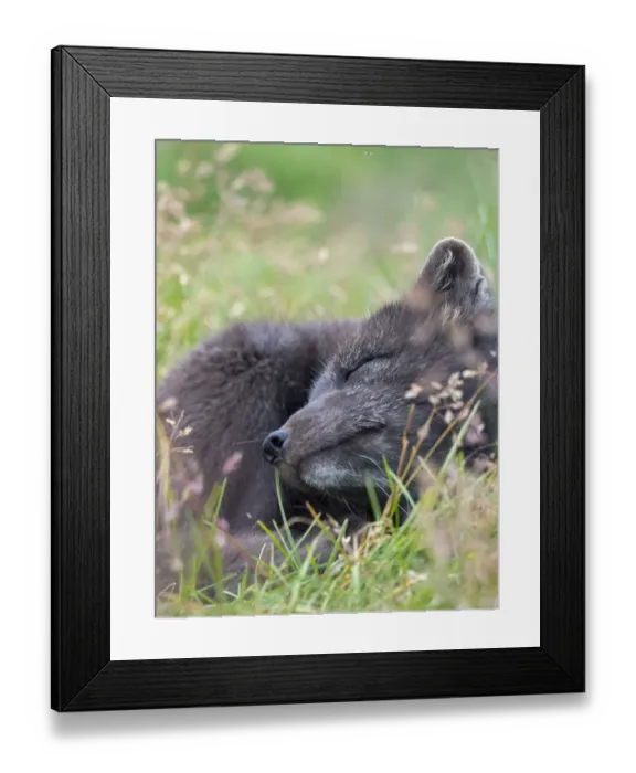 Framed Print : Arctic Fox, Melrakkasetur Islands, Westfjords, Iceland Framed Print : Arctic Fox, Melrakkasetur Islands, Westfjords, Iceland
