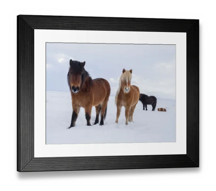 Framed Print : Icelandic horse in fresh snow. It is the traditional breed for Iceland and traces