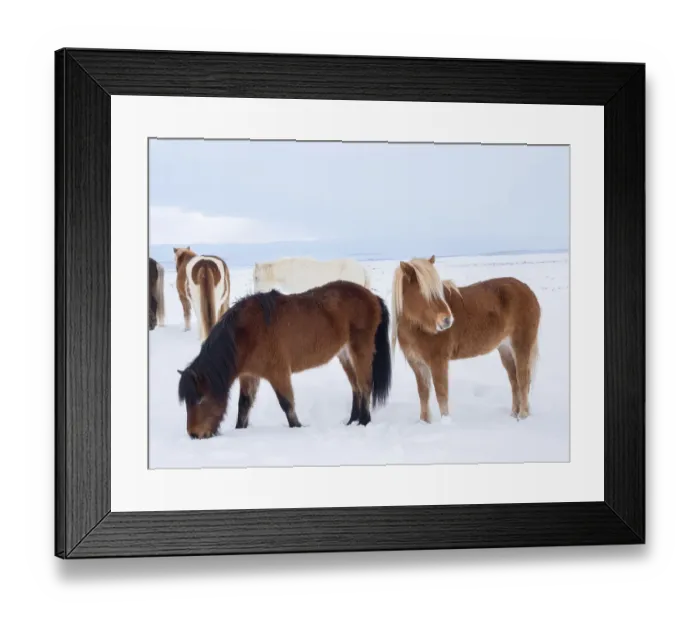 Framed Print : Icelandic horse in fresh snow. It is the traditional breed for Iceland and traces Framed Print : Icelandic horse in fresh snow. It is the traditional breed for Iceland and traces