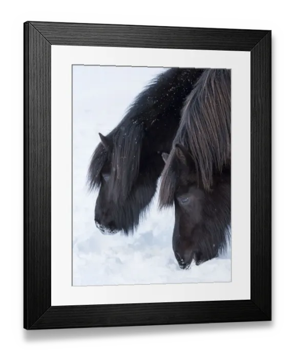 Framed Print : Icelandic horse in fresh snow. It is the traditional breed for Iceland and traces Framed Print : Icelandic horse in fresh snow. It is the traditional breed for Iceland and traces