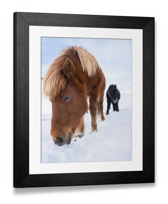 Framed Print : Icelandic horse in fresh snow. It is the traditional breed for Iceland and traces Framed Print : Icelandic horse in fresh snow. It is the traditional breed for Iceland and traces