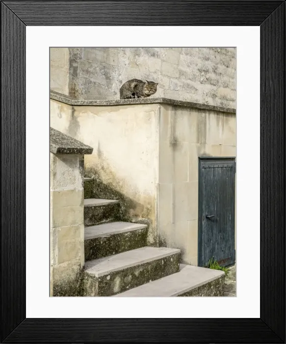 Framed Print : Cats roaming the cave dwelling town of Matera
