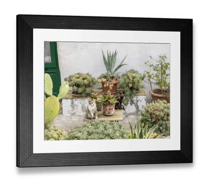 Framed Print : Plants adorn the outside walls of the Sassi houses Framed Print : Plants adorn the outside walls of the Sassi houses