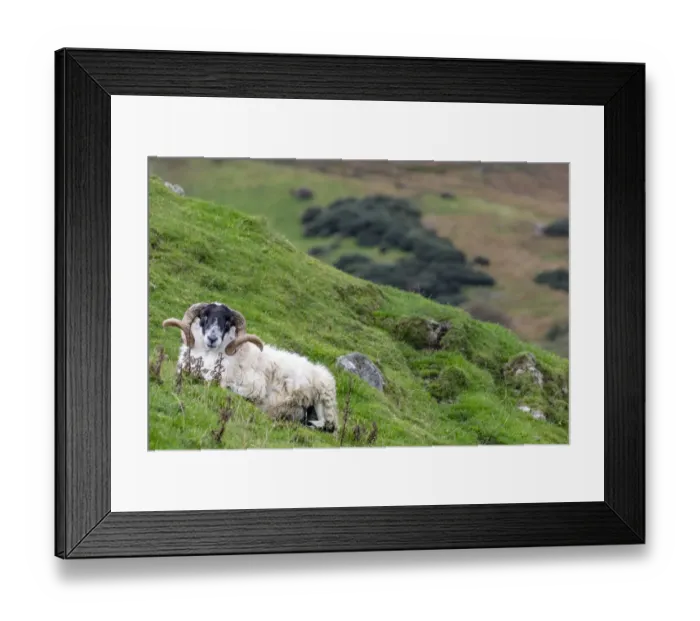 Framed Print : Lanard blackface ram on the Fanad Peninsula, Ireland