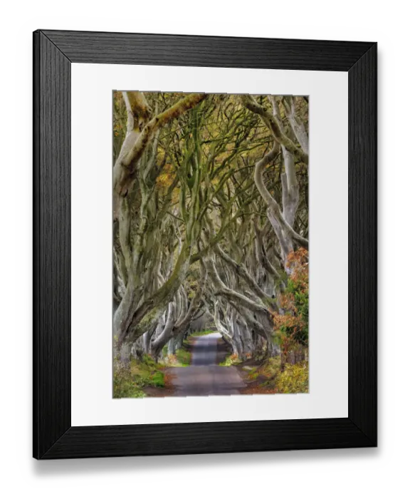 Framed Print : The Dark Hedges in County Antrim, Northern Ireland