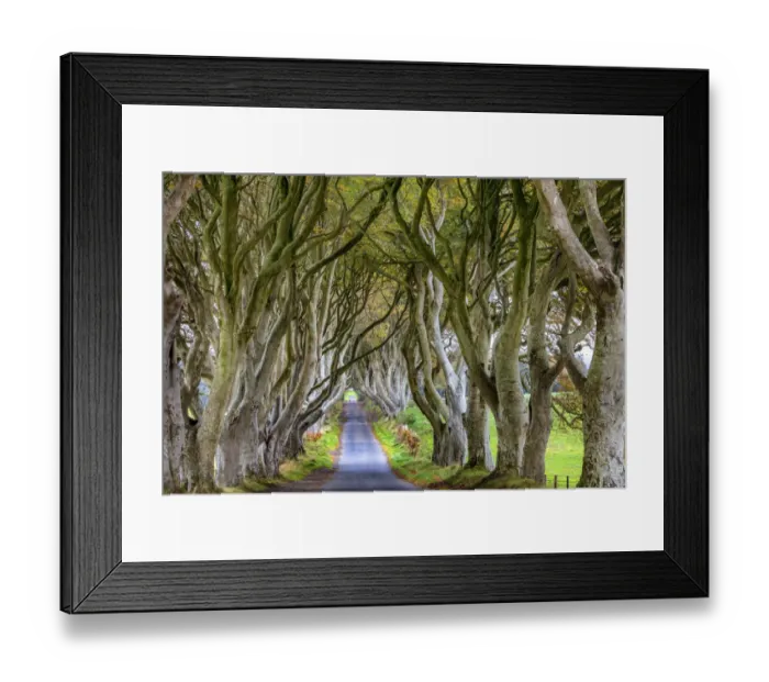 Framed Print : The Dark Hedges in County Antrim, Northern Ireland Framed Print : The Dark Hedges in County Antrim, Northern Ireland