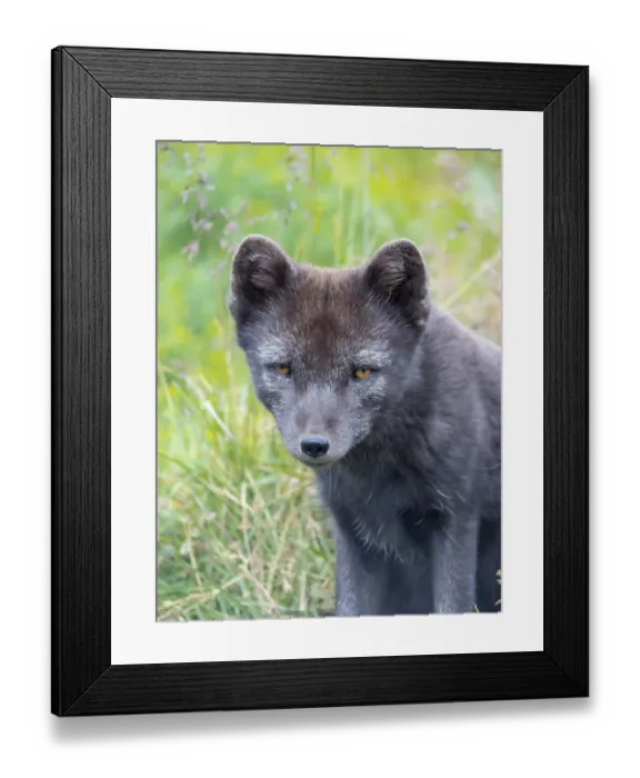 Framed Print : Arctic Fox (Vulpes lagopus, Alopex lagopus), Melrakkasetur Islands, Westfjords, Iceland