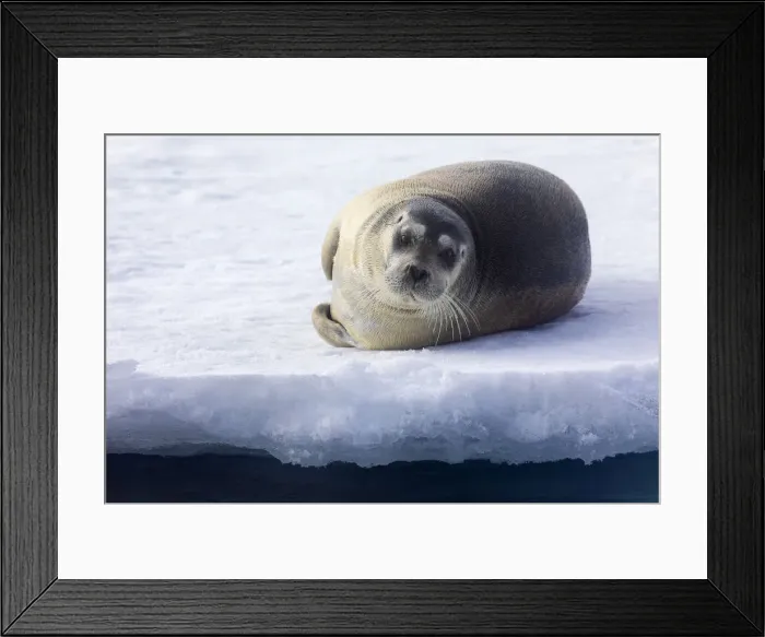 Framed Print : North of Svalbard, the pack ice. A portrait of a young bearded seal hauled out on the pack ice
