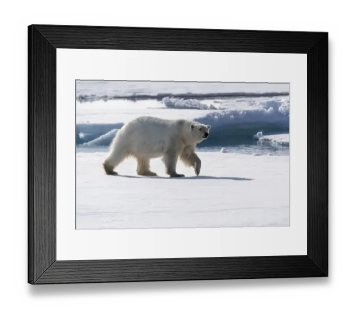 Framed Print : North of Svalbard, pack ice. A portrait of an walking polar bear on the pack ice