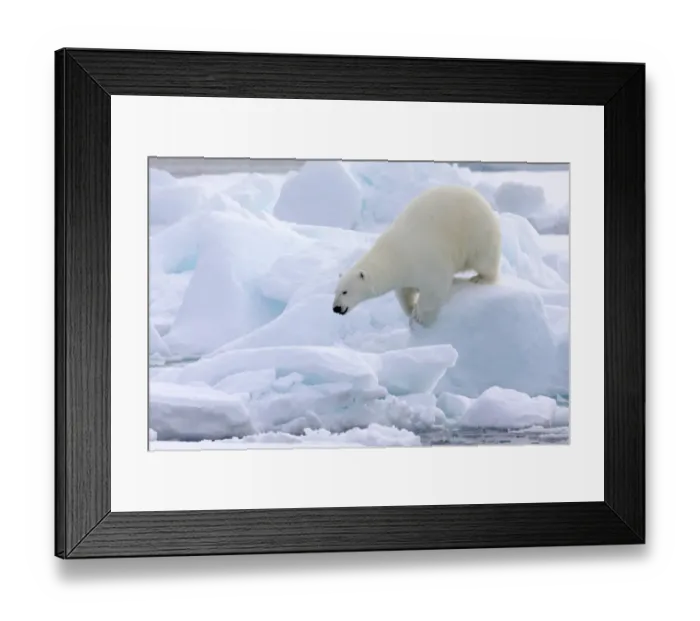 Framed Print : North of Svalbard, pack ice. Portrait of a polar bear walking on the pack ice Framed Print : North of Svalbard, pack ice. Portrait of a polar bear walking on the pack ice