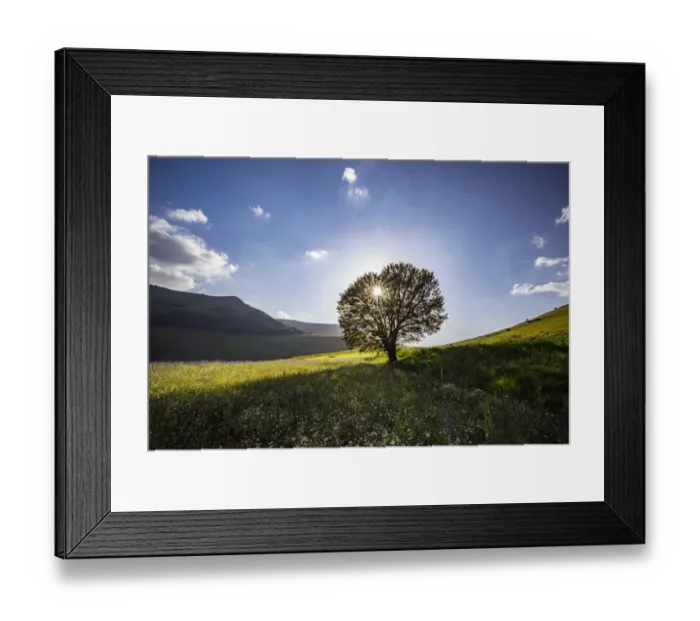 Framed Print : Italy, Castelluccio, Piano Grande. Backlit tree at sunset Framed Print : Italy, Castelluccio, Piano Grande. Backlit tree at sunset