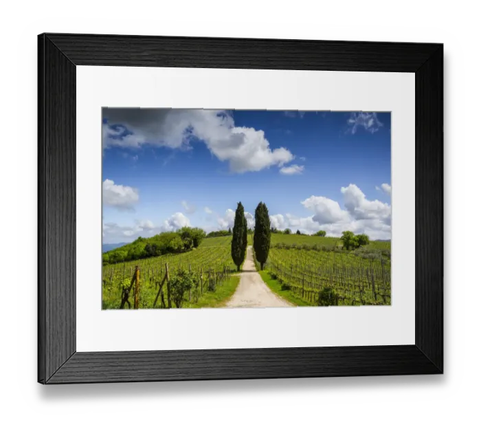 Framed Print : Europe, Italy, Tuscany, Chianti. Vineyard and cypress trees Framed Print : Europe, Italy, Tuscany, Chianti. Vineyard and cypress trees