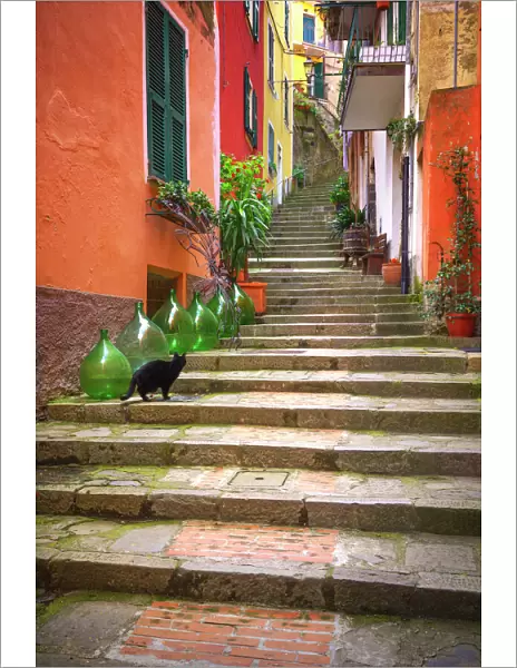 Europe, Italy, Monterosso. Cat on long stairway
