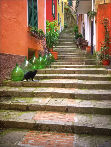 Europe, Italy, Monterosso. Cat on long stairway