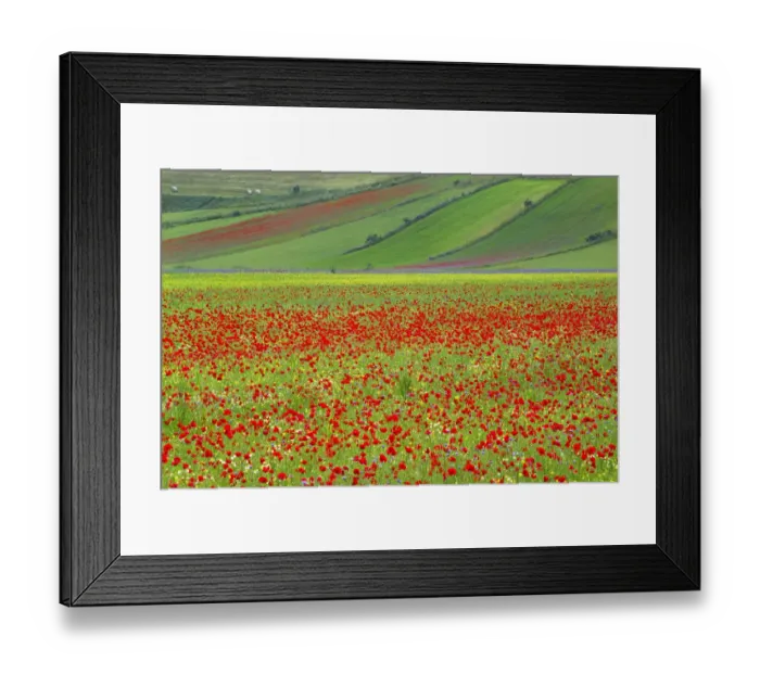 Framed Print : Europe, Italy, Castellucio. Piano Grande field of flowers Framed Print : Europe, Italy, Castellucio. Piano Grande field of flowers
