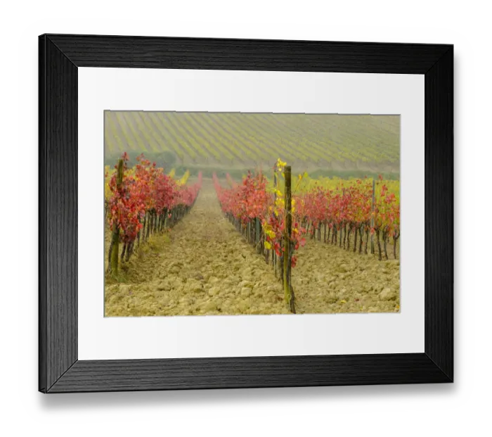 Framed Print : Italy, Tuscany. Vineyard in Autumn Framed Print : Italy, Tuscany. Vineyard in Autumn