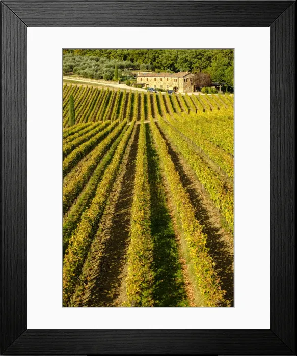 Framed Print : Italy, Tuscany. Vineyard in Autumn Framed Print : Italy, Tuscany. Vineyard in Autumn