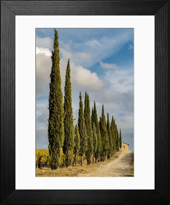 Framed Print : Italy, Tuscany. Row of pine trees Framed Print : Italy, Tuscany. Row of pine trees