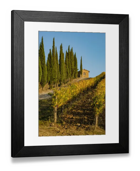 Framed Print : Italy, Tuscany. Vineyard, Pine trees Framed Print : Italy, Tuscany. Vineyard, Pine trees