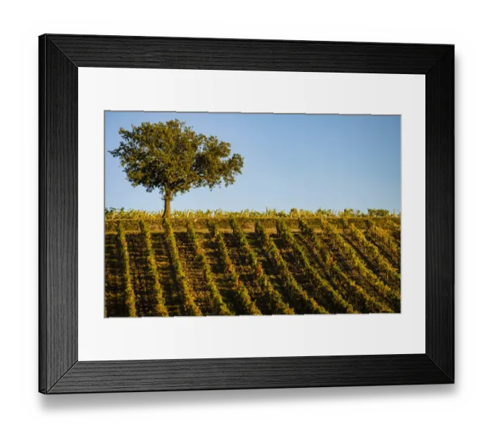 Framed Print : Italy, Tuscany. Vineyard in autumn