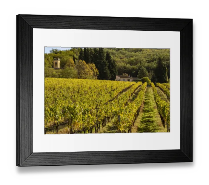 Framed Print : Italy, Tuscany, vineyard in autumn Framed Print : Italy, Tuscany, vineyard in autumn