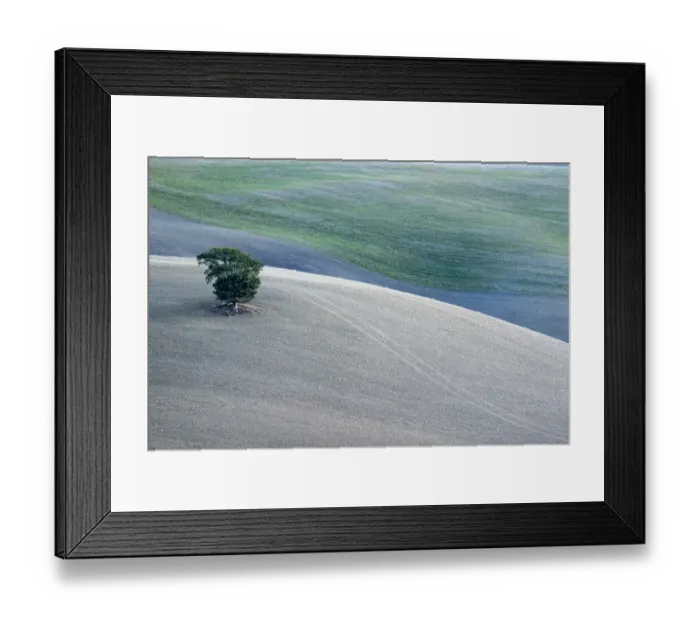 Framed Print : Italy, Tuscany. Vineyard in autumn countryside Framed Print : Italy, Tuscany. Vineyard in autumn countryside