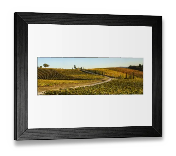Framed Print : Italy, Tuscany, vineyard, late light Framed Print : Italy, Tuscany, vineyard, late light