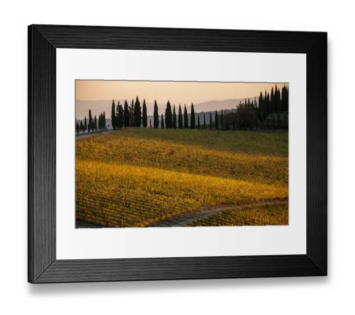 Framed Print : Italy, Tuscany, vineyard, late light Framed Print : Italy, Tuscany, vineyard, late light