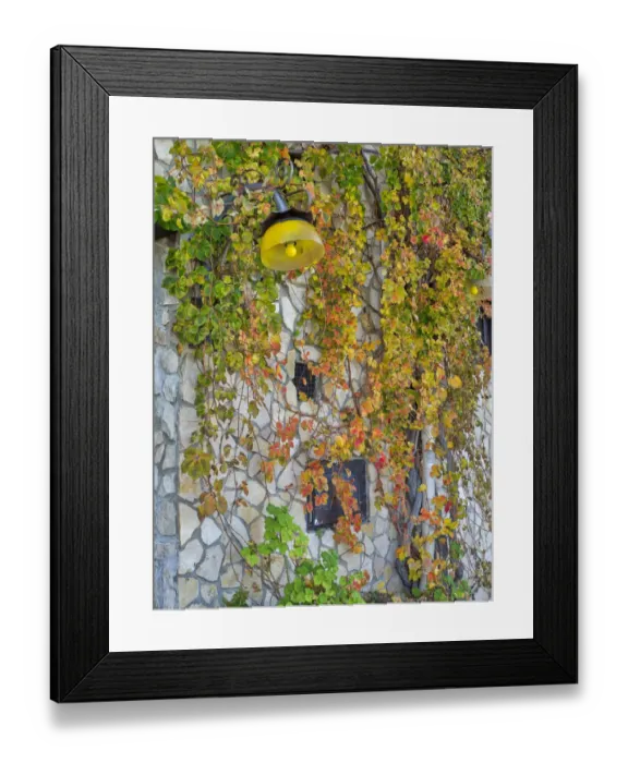 Framed Print : Colorful ivy growing on the side of a building