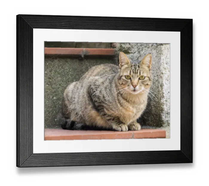 Framed Print : Italy, Basilicata, Matera. The many cats roaming the cave dwelling town of Matera Framed Print : Italy, Basilicata, Matera. The many cats roaming the cave dwelling town of Matera