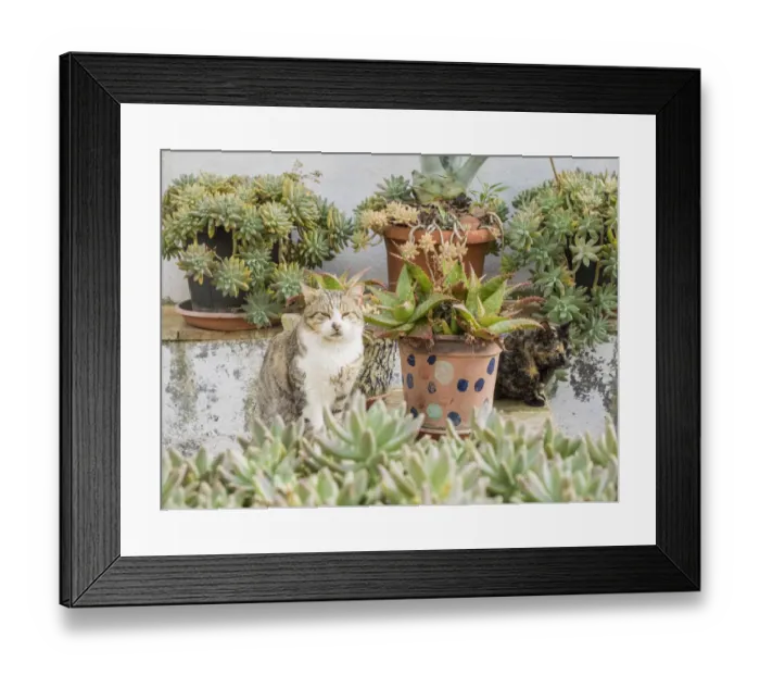 Framed Print : Italy, Basilicata, Matera. Plants adorn the outside walls of the Sassi houses Framed Print : Italy, Basilicata, Matera. Plants adorn the outside walls of the Sassi houses