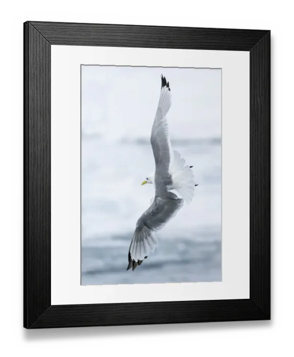 Framed Print : Pack ice, north of Svalbard. A black-legged kittiwake showing its flying capabilities Framed Print : Pack ice, north of Svalbard. A black-legged kittiwake showing its flying capabilities