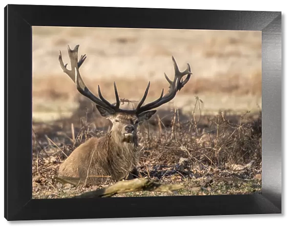The Kings Deer (Red Deer) are native to the UK and can be found in old park reserves