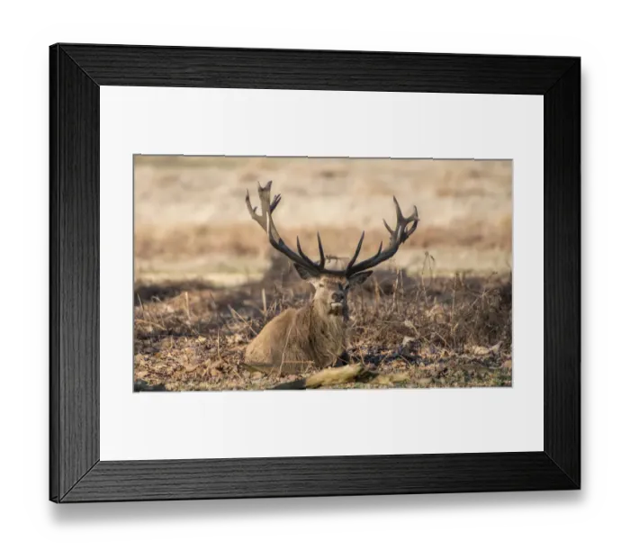 Framed Print : The Kings Deer (Red Deer) are native to the UK and can be found in old park reserves Framed Print : The Kings Deer (Red Deer) are native to the UK and can be found in old park reserves