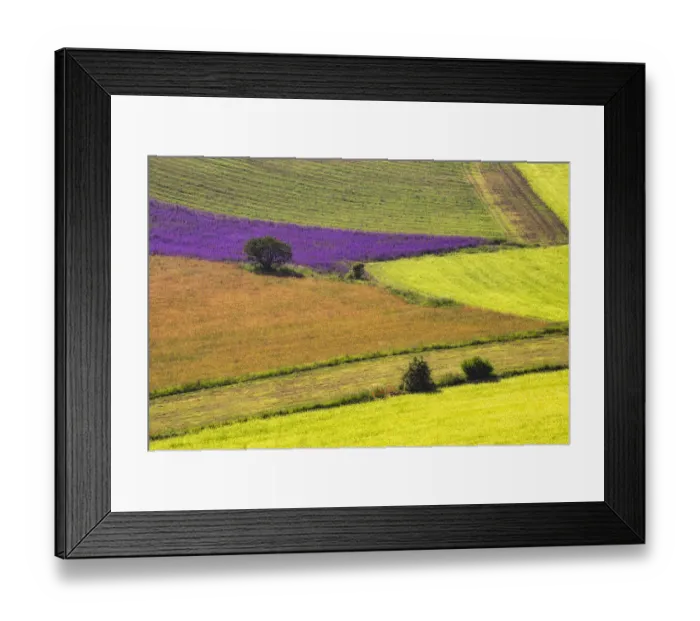 Framed Print : Italy, Castelluccio. Aerial of field with crop patterns Framed Print : Italy, Castelluccio. Aerial of field with crop patterns