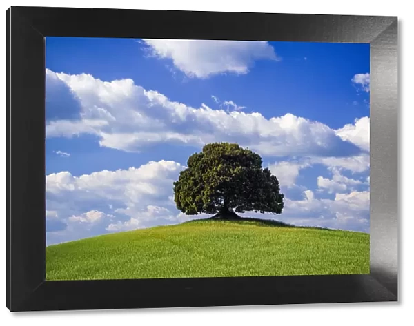 Italy, Tuscany, Val d Orcia. Tree on hilltop