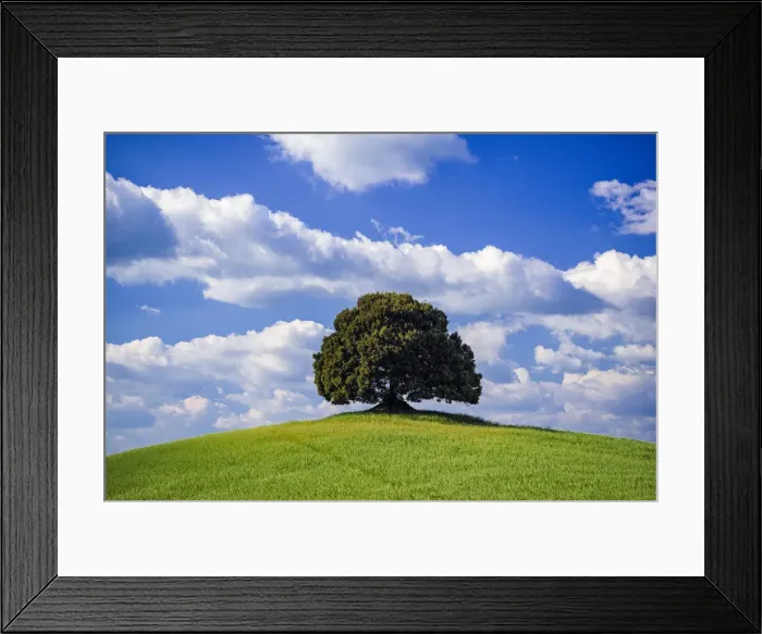 Framed Print : Italy, Tuscany, Val d Orcia. Tree on hilltop Framed Print : Italy, Tuscany, Val d Orcia. Tree on hilltop
