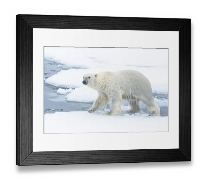 Framed Print : North of Svalbard, pack ice. A polar bear emerges from the water