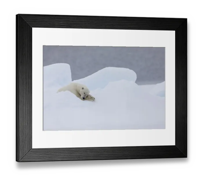 Framed Print : North of Svalbard, pack ice. A very old male polar bear resting on the pack ice Framed Print : North of Svalbard, pack ice. A very old male polar bear resting on the pack ice