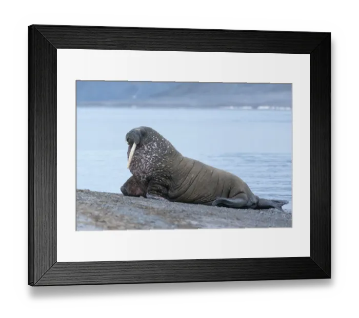 Framed Print : Svalbard, Spitsbergen, a one-tusked walrus hauls out onto the shore Framed Print : Svalbard, Spitsbergen, a one-tusked walrus hauls out onto the shore