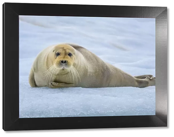 Norway, Svalbard, Spitsbergen. 14th July Glacier, young bearded seal hauled out on an iceberg