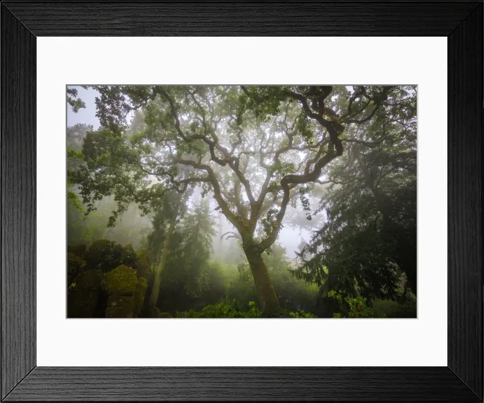 Framed Print : Europe, Portugal, Sintra. Forest in fog. Credit as: Jim Nilsen / Jaynes Gallery / DanitaDelimont Framed Print : Europe, Portugal, Sintra. Forest in fog. Credit as: Jim Nilsen / Jaynes Gallery / DanitaDelimont