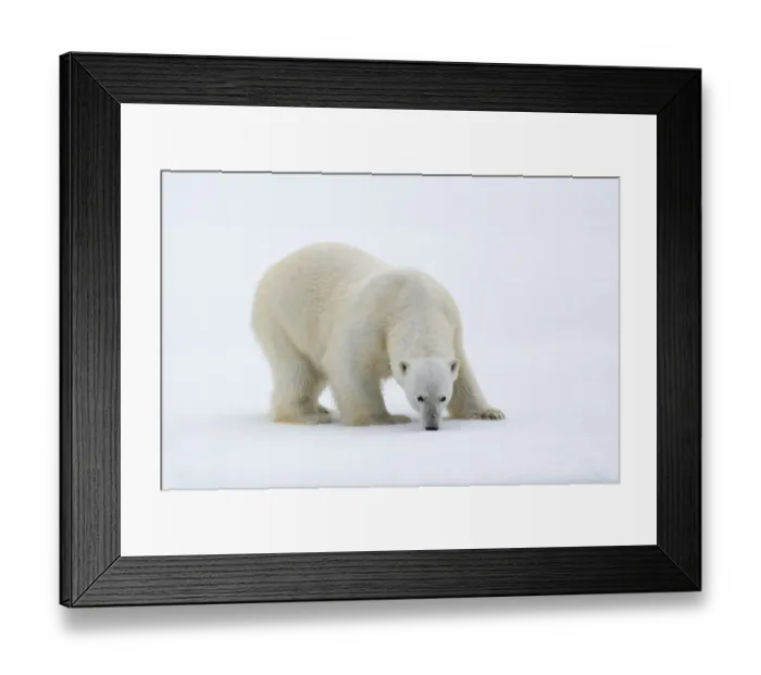 Framed Print : North of Svalbard, pack ice. A portrait of a polar bear on a large slab of ice Framed Print : North of Svalbard, pack ice. A portrait of a polar bear on a large slab of ice