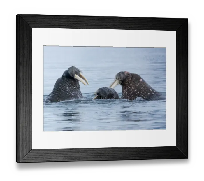 Framed Print : Svalbard, Spitsbergen. Three walrus playing together in the water Framed Print : Svalbard, Spitsbergen. Three walrus playing together in the water
