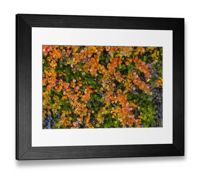 Framed Print : Greenland. Eqip Sermia. Dwarf birch in fall color Framed Print : Greenland. Eqip Sermia. Dwarf birch in fall color