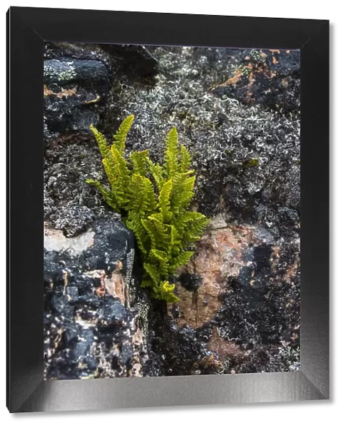 Greenland. Eqip Sermia. Rusty Woodsia growing through a crack in the rock