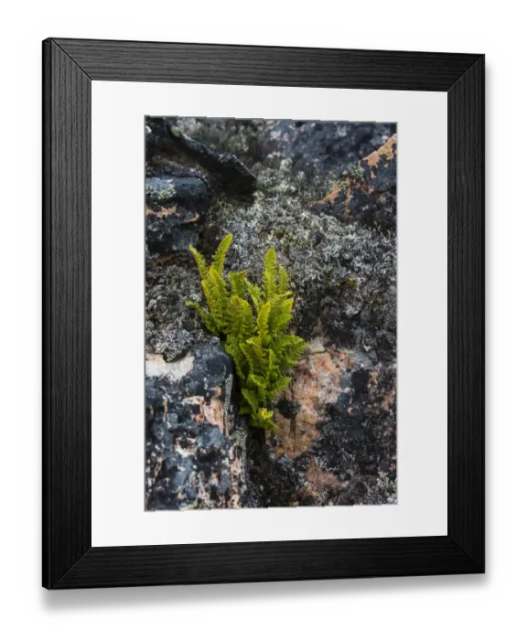 Framed Print : Greenland. Eqip Sermia. Rusty Woodsia growing through a crack in the rock