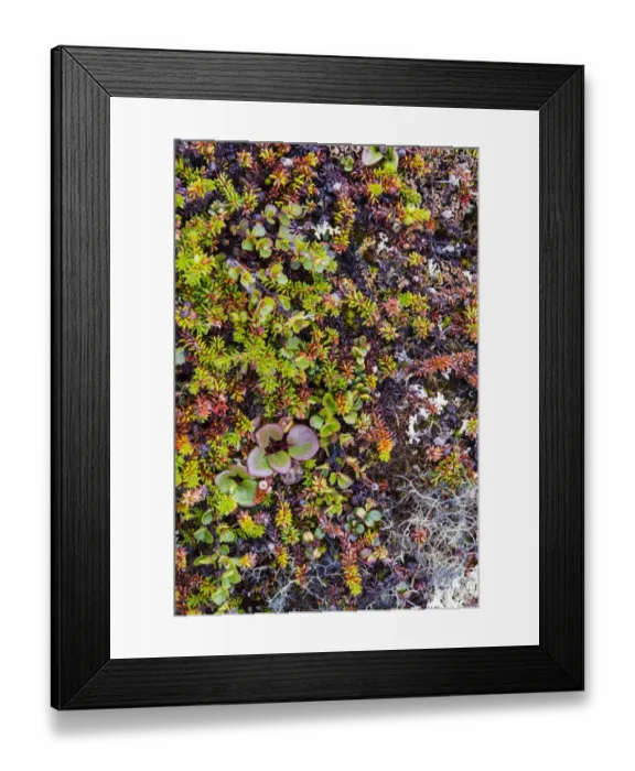 Framed Print : Greenland. Qeqertaq. Dwarf birch, lichen, and large flowered wintergreen Framed Print : Greenland. Qeqertaq. Dwarf birch, lichen, and large flowered wintergreen