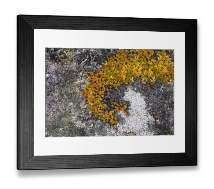 Framed Print : Greenland. Eqip Sermia. Irish saxifrage and thick lichen